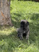 Female #2, a female Cane Corso for sale in Hillsboro, OH – Photo 4 of 9