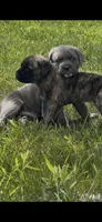 Female #2, a female Cane Corso for sale in Hillsboro, OH – Photo 7 of 9