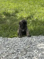 Female #2, a female Cane Corso for sale in Hillsboro, OH – Photo 2 of 9