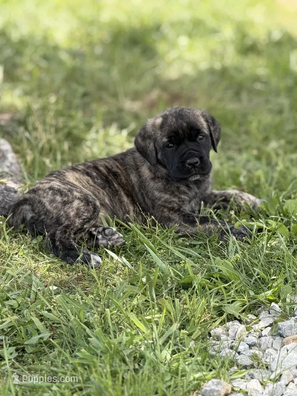 Female #2 – Cane Corso puppy for sale in Hillsboro, OH