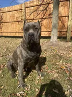 Female #2, a female Cane Corso for sale in Hillsboro, OH – Photo 8 of 9