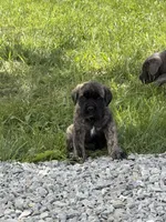 Female #2, a female Cane Corso for sale in Hillsboro, OH – Photo 5 of 9