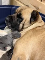 Male #2, a male Cane Corso for sale in Hillsboro, OH – Photo 6 of 9