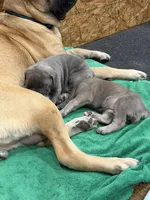 Male #2, a male Cane Corso for sale in Hillsboro, OH – Photo 4 of 9