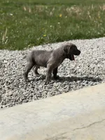 Male #2, a male Cane Corso for sale in Hillsboro, OH – Photo 2 of 9