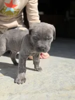 Male #2, a male Cane Corso for sale in Hillsboro, OH – Photo 1 of 9