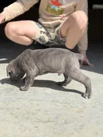 Male #2, a male Cane Corso for sale in Hillsboro, OH – Photo 3 of 9