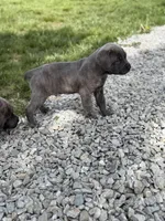 Male #2, a male Cane Corso for sale in Hillsboro, OH – Photo 7 of 9