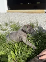 Male #2, a male Cane Corso for sale in Hillsboro, OH – Photo 5 of 9