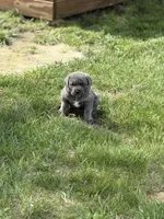 Male #1, a male Cane Corso for sale in Hillsboro, OH – Photo 7 of 8