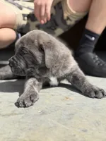 Male #1, a male Cane Corso for sale in Hillsboro, OH – Photo 3 of 8