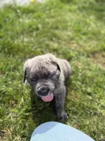 Male #1, a male Cane Corso for sale in Hillsboro, OH – Photo 4 of 8