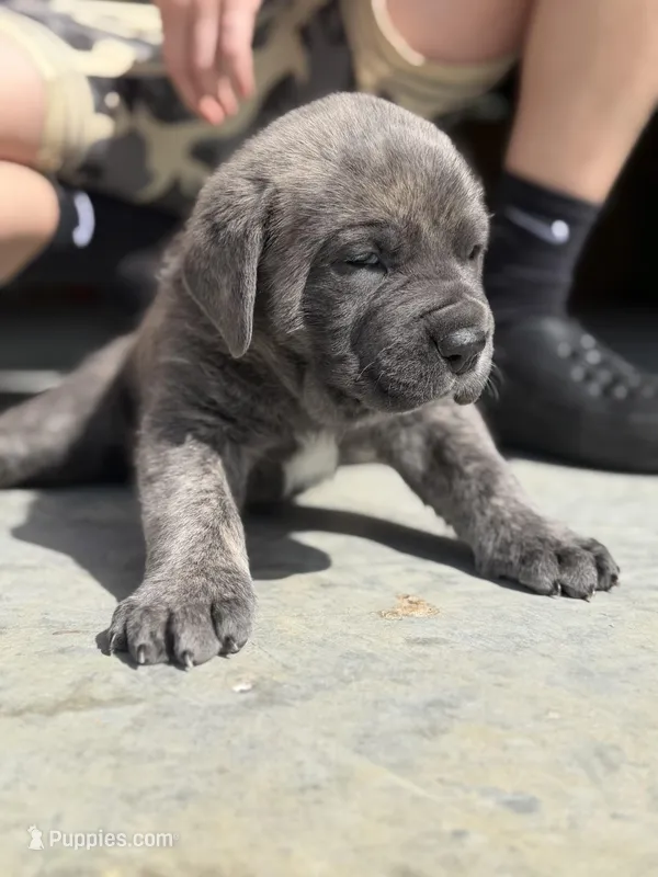 Male #1 – Cane Corso puppy on hold in Hillsboro, OH
