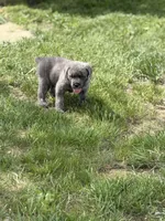 Male #1, a male Cane Corso for sale in Hillsboro, OH – Photo 6 of 8