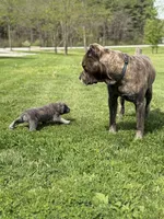 Male #1, a male Cane Corso for sale in Hillsboro, OH – Photo 2 of 8
