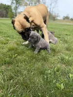 Male #1, a male Cane Corso for sale in Hillsboro, OH – Photo 5 of 8