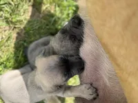 Female #2, a female Cane Corso for sale in Hillsboro, OH – Photo 4 of 10