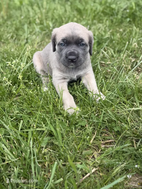 Female #2 – Cane Corso puppy for sale in Hillsboro, OH