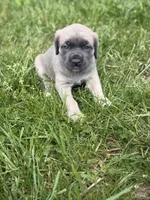 Female #2, a female Cane Corso for sale in Hillsboro, OH – Photo 1 of 10
