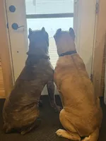 Female #2, a female Cane Corso for sale in Hillsboro, OH – Photo 8 of 10