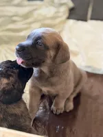 Female #2, a female Cane Corso for sale in Hillsboro, OH – Photo 2 of 10