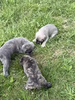 Female #2, a female Cane Corso for sale in Hillsboro, OH – Photo 7 of 10
