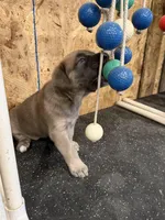 Female #2, a female Cane Corso for sale in Hillsboro, OH – Photo 6 of 10