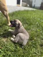 Female #2, a female Cane Corso for sale in Hillsboro, OH – Photo 5 of 10