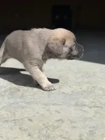 Female #2, a female Cane Corso for sale in Hillsboro, OH – Photo 3 of 10