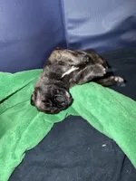 Female #1, a female Cane Corso for sale in Hillsboro, OH – Photo 5 of 10