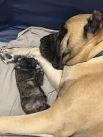 Female #1, a female Cane Corso for sale in Hillsboro, OH – Photo 6 of 10