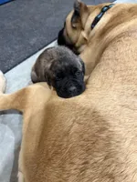 Female #1, a female Cane Corso for sale in Hillsboro, OH – Photo 7 of 10