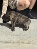 Female #1, a female Cane Corso for sale in Hillsboro, OH – Photo 4 of 10