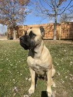 Male #2, a male Cane Corso for sale in Hillsboro, OH – Photo 10 of 10