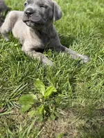 Male #2, a male Cane Corso for sale in Hillsboro, OH – Photo 5 of 10