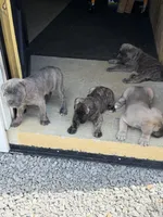 Male #2, a male Cane Corso for sale in Hillsboro, OH – Photo 4 of 10