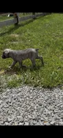 Male #2, a male Cane Corso for sale in Hillsboro, OH – Photo 8 of 10