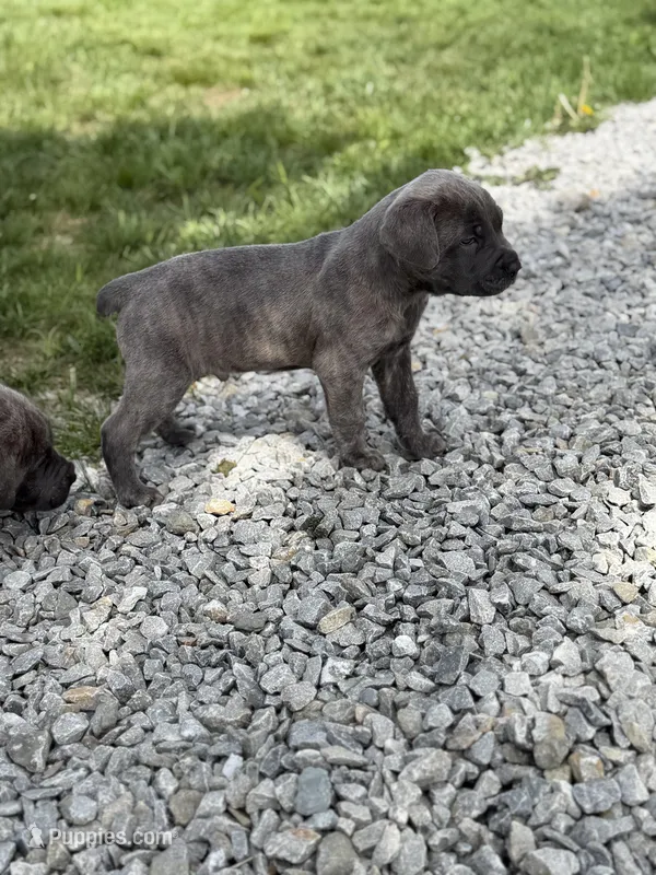 Male #2 – Cane Corso puppy on hold in Hillsboro, OH