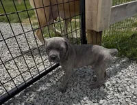 Male #2, a male Cane Corso for sale in Hillsboro, OH – Photo 2 of 10