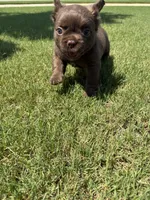 Teddy, a female French Bulldog for sale in Huntsville, AL – 3 of 10