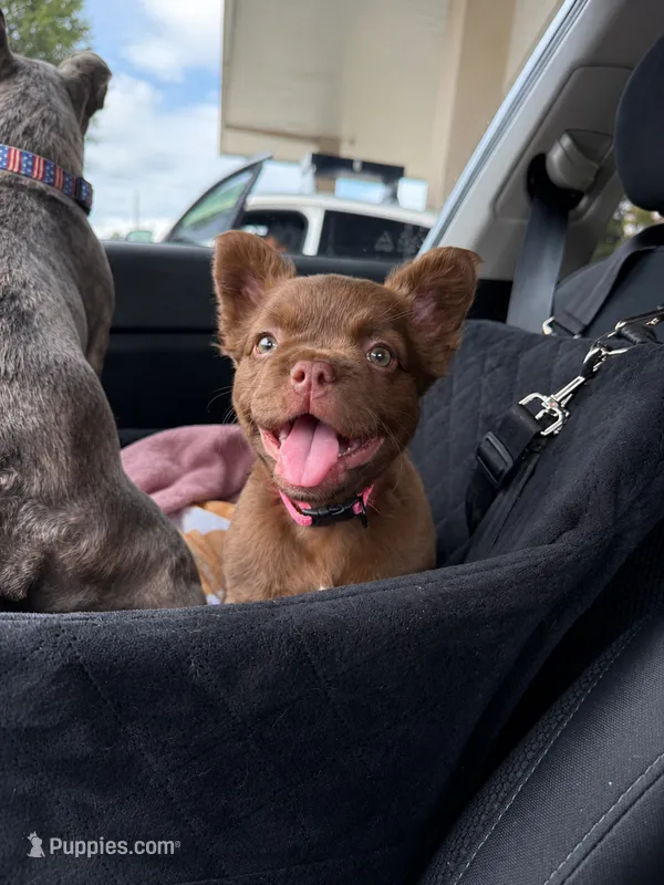 Teddy – French Bulldog puppy for sale in Huntsville, AL