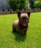 Teddy, a female French Bulldog for sale in Huntsville, AL – 1 of 10