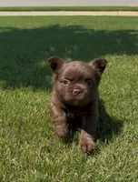 Teddy, a female French Bulldog for sale in Huntsville, AL – 2 of 10