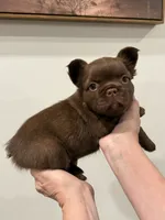 Teddy, a female French Bulldog for sale in Huntsville, AL – 4 of 10