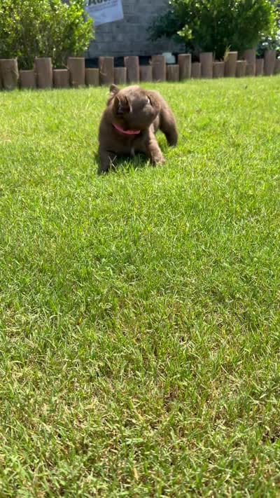 Teddy, a female French Bulldog for sale in Huntsville, AL – 7 of 10