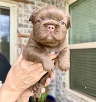 Teddy, a female French Bulldog for sale in Huntsville, AL – 8 of 10