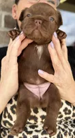 Teddy, a female French Bulldog for sale in Huntsville, AL – 9 of 10