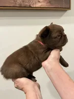 Teddy, a female French Bulldog for sale in Huntsville, AL – 10 of 10