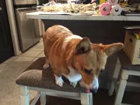 Athena, a female Pembroke Welsh Corgi for sale in Auburndale, FL – Photo 5 of 6