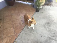 Athena, a female Pembroke Welsh Corgi for sale in Auburndale, FL – Photo 2 of 6